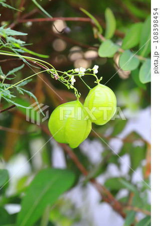 風船葛(フウセンカズラ)の白い花と実 風船葛(フウセンカズラ)の白い花と実 108398454