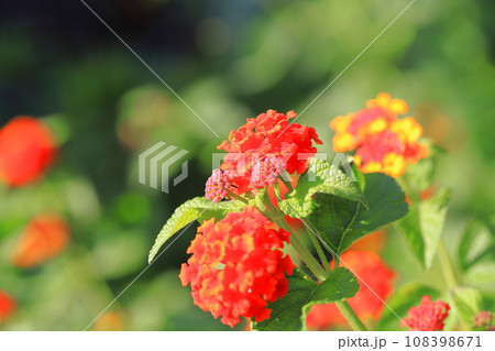 赤に色変わりしつつあるランタナの花 赤に色変わりしつつあるランタナの花 108398671