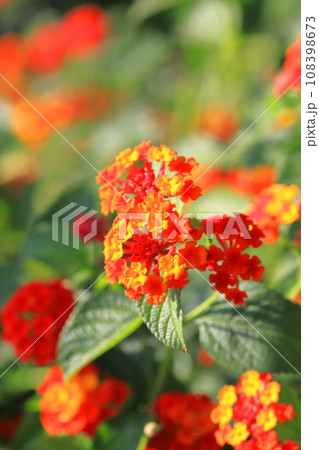 赤に色変わりしつつあるランタナの花 赤に色変わりしつつあるランタナの花 108398673