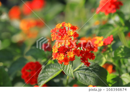 赤に色変わりしつつあるランタナの花  108398674