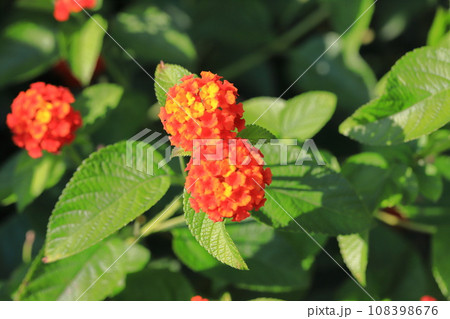 赤に色変わりしつつあるランタナの花 赤に色変わりしつつあるランタナの花 108398676