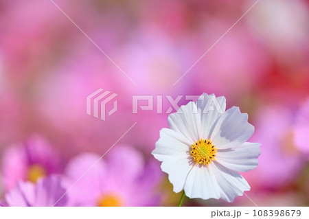 白いコスモス 白いコスモス 108398679