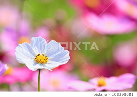 白いコスモス 108398681