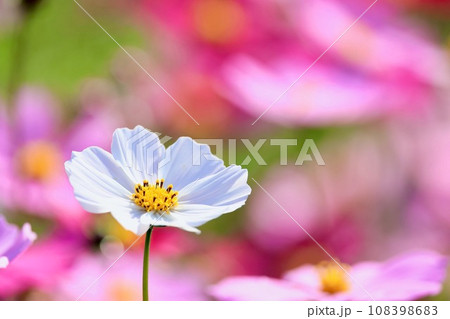 白いコスモス 108398683