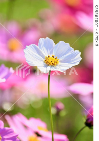 白いコスモス 白いコスモス 108398685