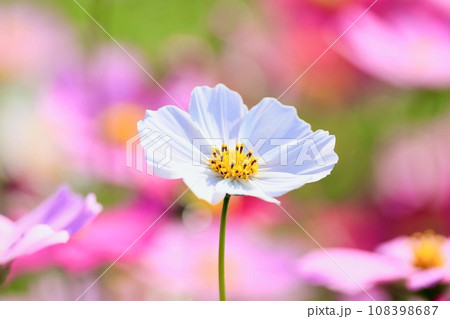 白いコスモス 白いコスモス 108398687
