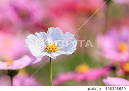 白いコスモス 108398689