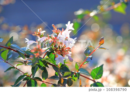 光に照らされたアベリアの花 108398790