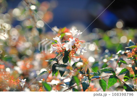 光に照らされたアベリアの花 108398796