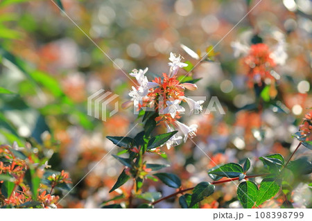 光に照らされたアベリアの花 光に照らされたアベリアの花 108398799