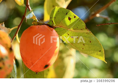 木になった柿 108399206
