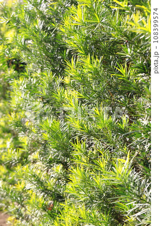 犬槇（イヌマキ）の生垣 108399574