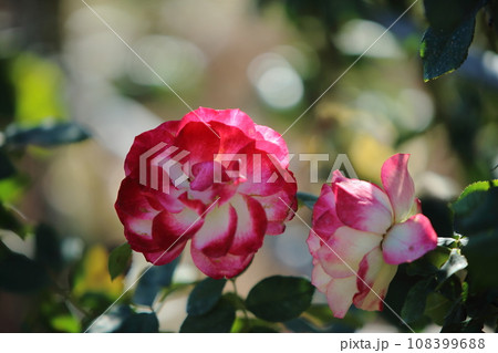荒尾市 おもやい市民花壇 バラの花、 荒尾市 おもやい市民花壇 バラの花、 108399688