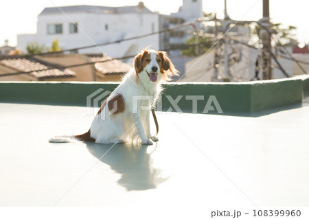 屋上でたたずむ中型犬コーイケルホンディエ 108399960