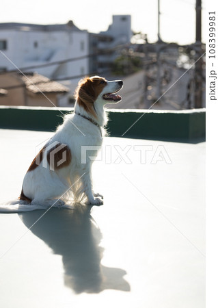 屋上でたたずむ中型犬コーイケルホンディエ 108399981