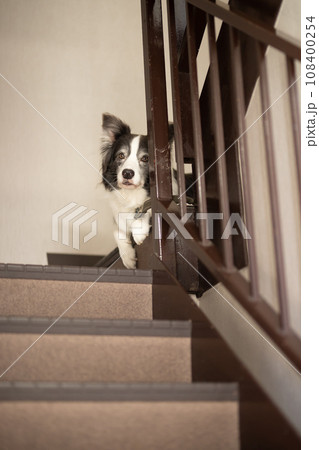 階段と中型犬ボーダーコリー 108400254