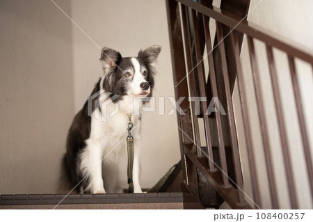 階段と中型犬ボーダーコリー 108400257