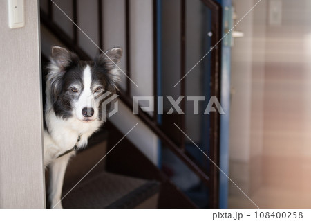 階段と中型犬ボーダーコリー 階段と中型犬ボーダーコリー 108400258