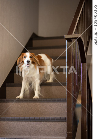 階段と中型犬のコーイケルホンディエ 108400305