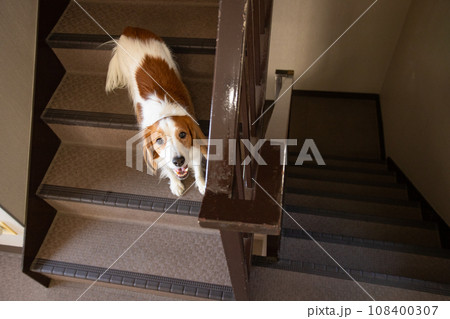 階段と中型犬のコーイケルホンディエ 108400307