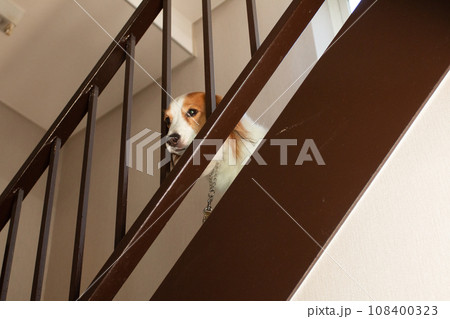 階段と中型犬のコーイケルホンディエ 108400323