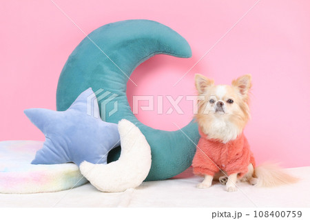 クッションでリラックスする犬 クッションでリラックスする犬 108400759