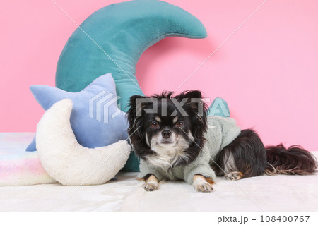クッションでリラックスする犬 108400767