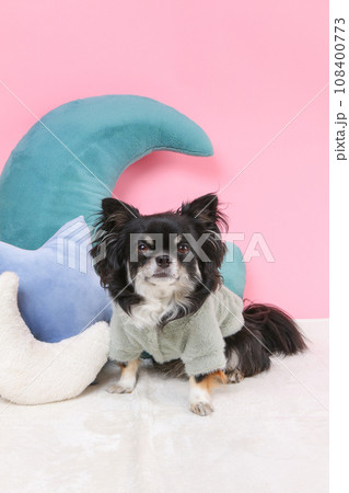 クッションでリラックスする犬 クッションでリラックスする犬 108400773