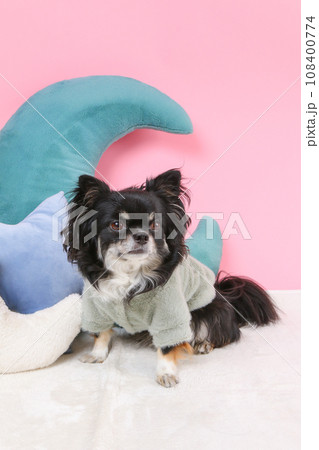 クッションでリラックスする犬 クッションでリラックスする犬 108400774