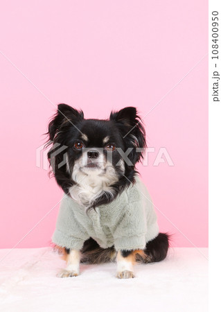 洋服を着た小型犬のチワワ 108400950