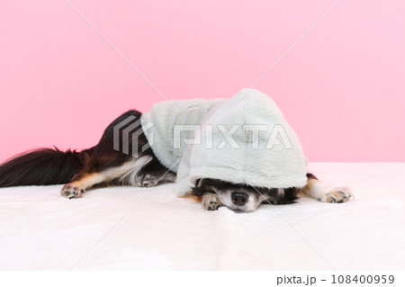 苦手な洋服とフードを付けられてすねているチワワ 108400959