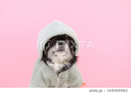 苦手な洋服とフードを付けられてすねているチワワ 苦手な洋服とフードを付けられてすねているチワワ 108400962