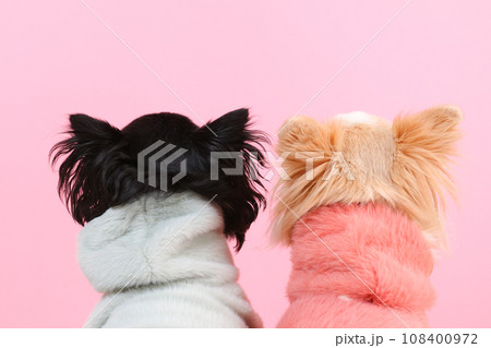洋服を着た小型犬チワワの後ろ姿 洋服を着た小型犬チワワの後ろ姿 108400972