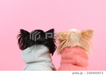 洋服を着た小型犬チワワの後ろ姿 洋服を着た小型犬チワワの後ろ姿 108400973