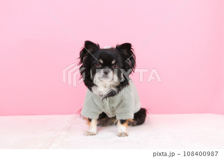 モコモコパーカーの洋服を着た小型犬チワワ 108400987