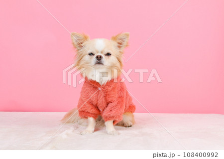 モコモコパーカーの洋服を着た小型犬チワワ モコモコパーカーの洋服を着た小型犬チワワ 108400992