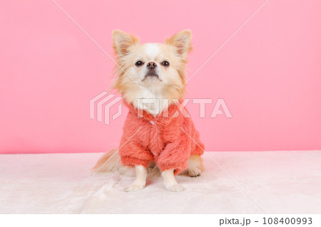 モコモコパーカーの洋服を着た小型犬チワワ モコモコパーカーの洋服を着た小型犬チワワ 108400993