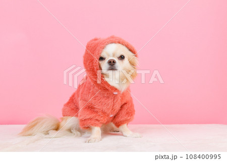 モコモコパーカーの洋服を着た小型犬チワワ モコモコパーカーの洋服を着た小型犬チワワ 108400995