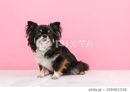 ブラックタンホワイトのチワワ 108401336