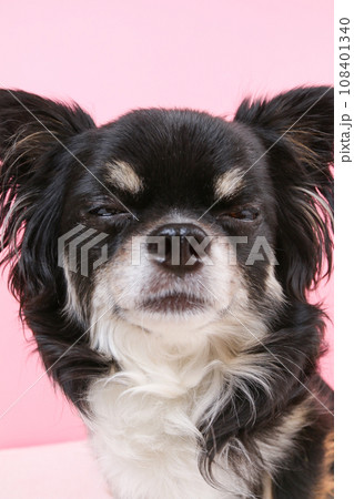 ブラックタンホワイトのチワワ 108401340