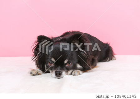 ブラックタンホワイトのチワワ 108401345