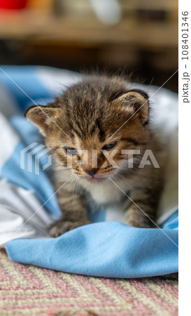 little kitten isolated on white background 108401346