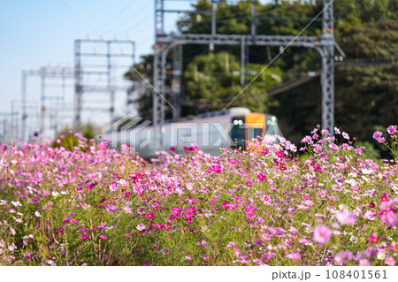 近鉄特急と秋桜 108401561