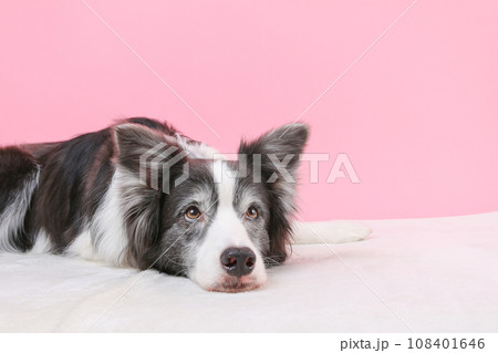 ピンクの背景で撮影したボーダーコリー 108401646