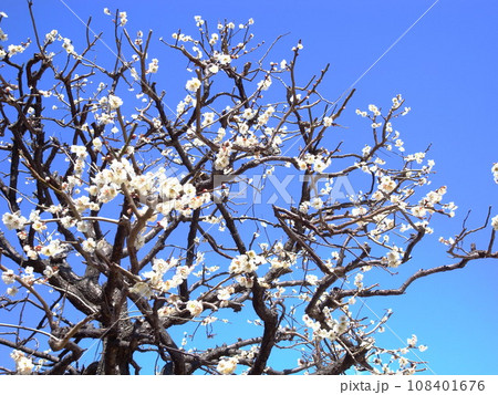 早春の満開の白梅と青空 108401676