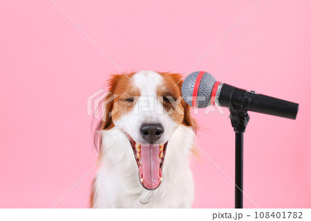 マイクパフォーマンスする犬 108401782