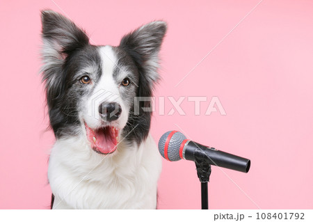 マイクパフォーマンスする犬 108401792