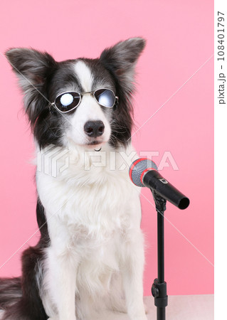 マイクパフォーマンスする犬 マイクパフォーマンスする犬 108401797