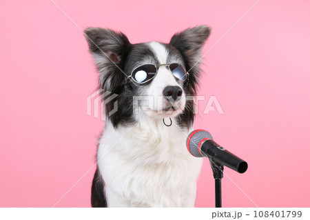 マイクパフォーマンスする犬 マイクパフォーマンスする犬 108401799