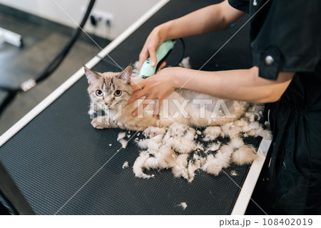 Top view portrait of adorable cat grooming in pet beauty salon, looking at camera. Close-up hands of unrecognizable grooming master cutting cat, cares for pet, using electric shaving machine. 108402019